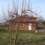 Apfelbaumschnitt 2010 001 (600 x 800)