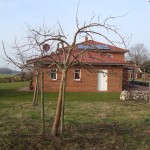 Apfelbaumschnitt 2010 002 (600 x 800)